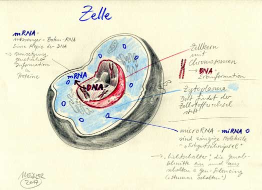 MRNA Zelle