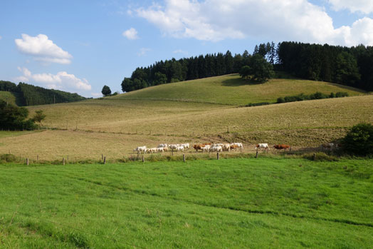positive Psychologie Kühe